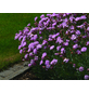  Bodendecker »Dianthus plumarius«, rosa, winterhart-Thumbnail