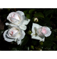  Bodendecker-Rose 'Aspirin Rose', Rosa hybrida, Blüten: weiß-Thumbnail
