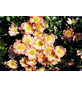  Bodendecker-Rose Bienenweide, Rosa hybrida, Blüte: apricot-rosa, einfach-Thumbnail