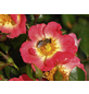  Bodendecker-Rose Bienenweide, Rosa hybrida, Blüte: gelb-orange-rosa, einfach-Thumbnail