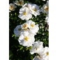  Bodendecker-Rose Bienweide, Rosa hybrida, Blüte: weiß, einfach-Thumbnail