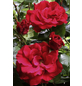  Bodendecker-Rose 'Heidefeuer', Rosa hybrida, Blüten: rot-Thumbnail