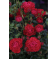  Bodendecker-Rose 'Limesglut', Rosa hybrida, Blüten: karminrot-Thumbnail