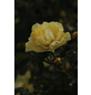  Bodendecker-Rose 'Limesgold', Rosa hybrida, Blüten: gelb-Thumbnail