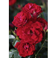  Bodendecker-Rose 'Mainaufeuer', Rosa hybrida, Blüten: blutrot-Thumbnail