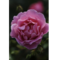  Bodendecker-Rose 'Sommerwind', Rosa hybrida, Blüten: reinrosa-Thumbnail