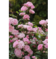  Bodendecker-Rose 'The Fairy', Rosa hybrida, Blüten: lachsfarben-Thumbnail