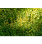  Bodendecker »Sedum acre«, gelb, winterhart-Thumbnail