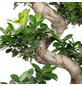  Bonsai Feige, Ficus microcarpa »Ginseng Fuji«, im Kunststoff-Kulturtopf-Thumbnail