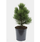  Bosnische Kiefer 'Malinki', Pinus heldreichii, immergrün-Thumbnail
