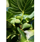  Echte Feige 'Firoma'®, Ficus carica, Früchte: süß-aromatisch-Thumbnail