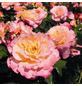 ROSEN TANTAU Edelrose, Rosa x hybrida »Aquarell«, Blüte: mehrfarbig, gefüllt-Thumbnail