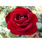 ROSEN TANTAU Edelrose, Rosa x hybrida »Marlene«, Blüte: rot, gefüllt-Thumbnail