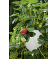 Hummi Erdbeere, Fragaria ananassa »Meraldo«, Blütenfarbe: weiß-Thumbnail