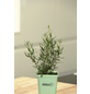 GREENBAR Estragon 3er Set, Artemisia Dracunculus, im Topf-Thumbnail
