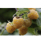  Gelbe Himbeere, Rubus idaeus »Golden Everest«, Frucht: gelb, zum Verzehr geeignet-Thumbnail