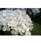  Hortensie macrophylla Hydrangea »Summer Love«-Thumbnail