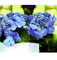  Hortensie macrophylla Hydrangea »Summer Love«-Thumbnail