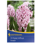 KIEPENKERL Hyazinthe orientalis Hyacinthus-Thumbnail