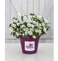  Japanische Azalee, Rhododendron obtusum »BloomChampion ® White«, weiß, Höhe: 30 - 60 cm-Thumbnail