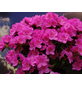  Japanische Azalee, Rhododendron obtusum »Pink for Help«, pink, Höhe: 15 - 30 cm-Thumbnail