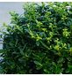  Japanische Stechpalme, Ilex crenata »Soft Touch«, Blattfarbe: grün, Blüten: weiß-Thumbnail