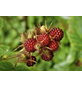 Japanische Weinbeere, Rubus phoenicolasius, Frucht: rot, zum Verzehr geeignet-Thumbnail