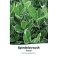  Japanischer Spindelstrauch, Euonymus japonica »Susan«, Blattfarbe: grün-Thumbnail