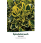  Japanischer Spindelstrauch, Euonymus japonicus »Marieke«, Blattfarbe: grün/gelb, Blüten: grün-Thumbnail
