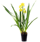 Kahnorchidee, Cymbidium, Blüte: mehrfarbig, im Topf-Thumbnail