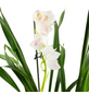  Kahnorchidee, Cymbidium, Blüte: mehrfarbig, im Topf-Thumbnail