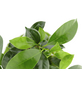 KIBONU Kibonu Ginseng, Ficus ginseng »Ficus Ginseng«-Thumbnail
