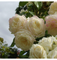KORDES ROSEN Kletterrose Rosa »Alaska®«-Thumbnail