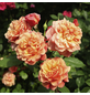 KORDES ROSEN Kletterrose, Rosa »Aloha®«, Blütenfarbe: apricot-Thumbnail