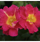 KORDES ROSEN Kletterrose, Rosa »Bajazzo®«, Blütenfarbe: gelb/rosa-Thumbnail
