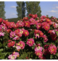 KORDES ROSEN Kletterrose, Rosa »Bajazzo®«, Blütenfarbe: gelb/rosa-Thumbnail