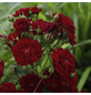 KORDES ROSEN Kletterrose, Rosa »‘Crimson‘ Siluetta®«, Blütenfarbe: rot-Thumbnail