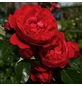 KORDES ROSEN Kletterrose Rosa »Florentina®«-Thumbnail