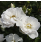 KORDES ROSEN Kletterrose, Rosa »Hella«, Blütenfarbe: weiß-Thumbnail