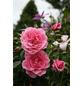  Kletterrose, Rosa hybrida »Camelot«, Blütenfarbe: rosa-Thumbnail