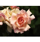  Kletterrose, Rosa hybrida »Compassion ®«, Blütenfarbe: hellrosa-Thumbnail