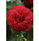  Kletterrose, Rosa hybrida »Cumberland«, Blütenfarbe: rot-Thumbnail