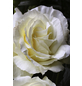  Kletterrose, Rosa hybrida »Elfe«, Blütenfarbe: grünlichweiß-Thumbnail