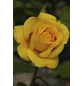  Kletterrose, Rosa hybrida »Golden Gate«, Blütenfarbe: goldgelb-Thumbnail