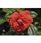  Kletterrose, Rosa hybrida »Maintower«, Blütenfarbe: orange-Thumbnail