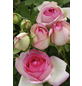  Kletterrose, Rosa hybrida »Mini Eden Rose«, Blütenfarbe: rosa-Thumbnail