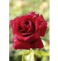  Kletterrose, Rosa hybrida »Musimara«, Blütenfarbe: rot-Thumbnail