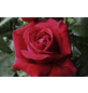  Kletterrose, Rosa hybrida »Uetersener Klosterrose®«, Blütenfarbe: creme-Thumbnail