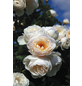  Kletterrose, Rosa hybrida »Uetersener Klosterrose®«, Blütenfarbe: creme-Thumbnail