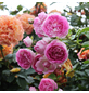 KORDES ROSEN Kletterrose Rosa »Jasmina®«-Thumbnail
